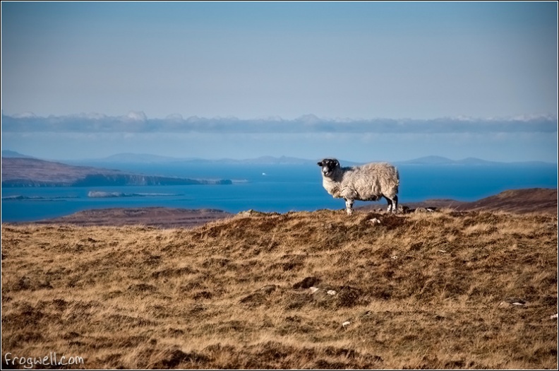 Blackface sheep on the Totternish Ridge